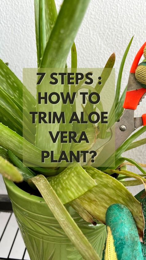 For trimming the Aloe Vera leaves, you need to select a healthy leaf from the outer part of a mature plant and cut it close to the base. Avoid trimming the newer growth as it can hamper the overall growth of the plant. Also, make sure you use the right tools to clip the aloe vera plant. #nurserylady #plants #careofplants #aloevera #succulent #gardener #houseplant #indoorplant How To Cut Aloe Vera Leaf, Pots For Aloe Vera Plant, Medicinal Aloe Vera Plant, How To Grow Aloe Vera Plant From A Leaf, Growing Aloe Vera Plant From Leaf, How To Trim Aloe Vera Plant, Transplanting Aloe Vera Plant, How To Separate Aloe Vera Plants, How To Transplant Aloe Vera Plant