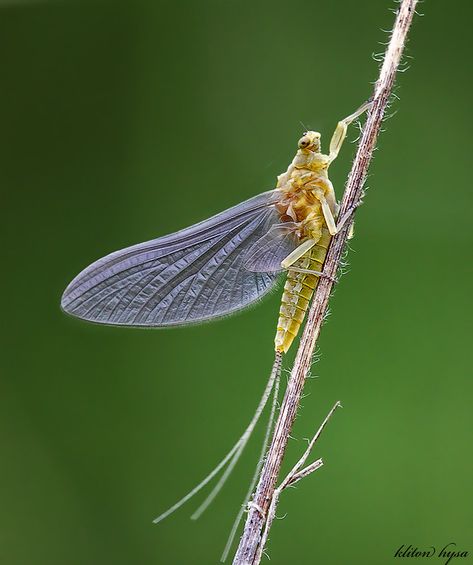 Poem Zine, Insect Photography, Mayfly, Arachnids, Quotes By Emotions, Art References, Book Photography, Graphic Image, Fly Fishing