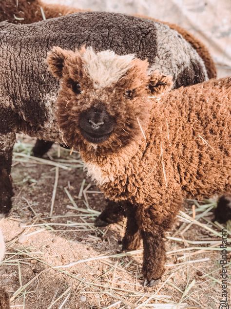 Babydoll Southdown Sheep, Mini Sheep, Southdown Sheep, Southdown Babydoll Sheep, Sheep On Farm, Farm Sheep, Babydoll Sheep, Baby Doll Sheep, Pet Sheep