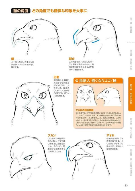 Falcon Drawing Reference, Bird Drawing Anatomy, Beak Reference, Bird Anatomy Drawing, Alligator Oc, Bird Head Drawing, Bird Fursona, Bird Anthro, Anthro Bird