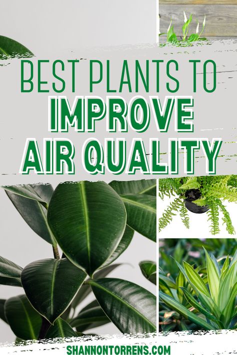 indoor plants that will improve air quality Air Filtering Plants, Hygge Summer, Hygge Fall, Take Care Of Plants, Fall Hygge, Best Air Purifying Plants, Hygge Winter, Low Maintenance Indoor Plants, Air Purifying House Plants