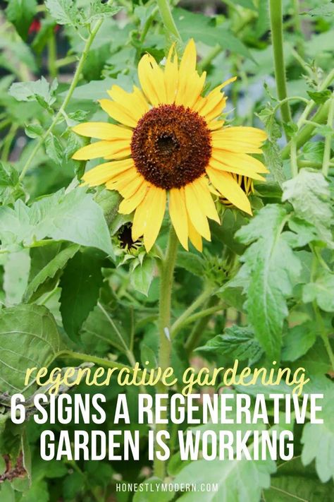 Montana Garden, Regenerative Gardening, Veterinarian Career, Biodynamic Gardening, Regenerative Farming, Environmentally Friendly Living, Regenerative Agriculture, Composting At Home, Eco Friendly Garden