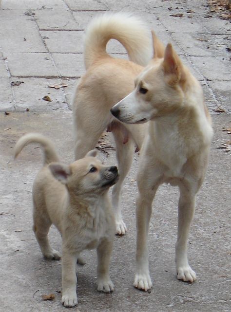 Canaan #Dogs #Puppy Aidan and I are gonna have us one someday <3 Jindo Dog, Canaan Dog, Carolina Dog, Apartment Dogs, Rare Dog Breeds, Dog Breeds Medium, Rare Dogs, Street Dogs, Puppies And Kitties