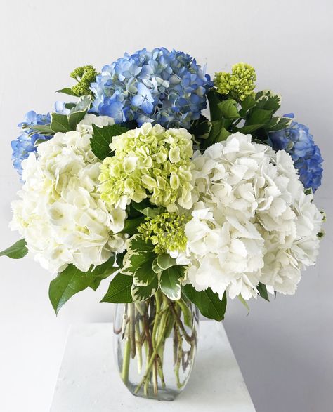 A vase of hydrangeas creates a simple and elegant floral arrangement.  This beautiful vase is filled with hydrangeas. These voluminous blooms are known for their large, lush petals in various shades of blue, green and white, depending on the variety.  The hydrangeas fill the vase with their abundant clusters, creating a stunning display of color and texture. Their rounded blooms are soft and velvety to the touch, evoking a sense of charm and grace.  The simplicity of a hydrangea arrangement allo Blue Green White Hydrangea, Blue And White Hydrangea Arrangements, Blue And Green Hydrangea Centerpiece, Blue Green Hydrangea, Blue Green Flower Arrangements, Simple Hydrangea Bouquet, White Green And Blue Wedding Centerpieces, Large Hydrangea Arrangement, Green And Blue Flower Arrangements