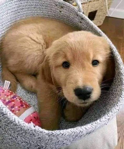 Cute Doggy Puppies Wallpaper, Puppy’s Aesthetic, Puppy Love Aesthetic, Working Dog Breeds, Puppies Cutest, Cute Dog Memes, Cute Dogs Images, Very Cute Puppies, Working Dog