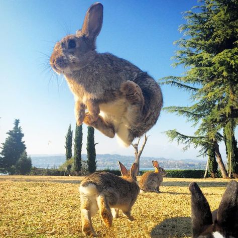 Jumping for joy. Rabbits love space to run, jump and play with their friends. Rabbit Island, Isola dei Conigli, Italy                                                                                                                                                     More Rabbit Island, Bunny Care, Wildlife Pictures, Bunny Pictures, Lake Garda, Funny Bunnies, Baby Bunnies, Hamsters, Sweet Animals