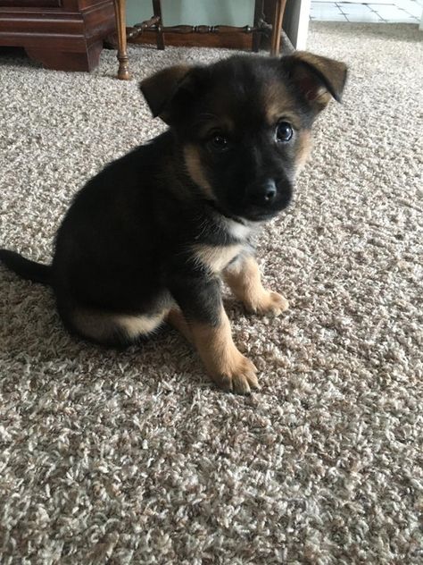 My new puppy. She’s a mutt, some German Shepard and some Australian cattle dog : aww Puppy German Shepard, German Shepherd Puppies Black, Black German Shepherd Puppy, Mutt Puppies, Black German Shepherd Puppies, Blue Heeler German Shepherd Mix Dogs, Black German Shepherd With Blue Eyes, Super Cute Puppies, Cute Animals Puppies