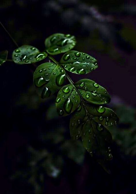 Dark Green Aesthetic Wallpaper, Green Aesthetic Wallpaper, Dark Green Aesthetic, Water Droplets, Green Leaf, Water Drops, Green Aesthetic, Aesthetic Wallpaper, Dark Green