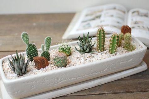 Cactus Arrangements, Mini Cactus Garden, Small Cactus Plants, Kaktus Dan Sukulen, Cactus Arrangement, Succulent Garden Design, نباتات منزلية, Succulent Garden Diy, Small Cactus