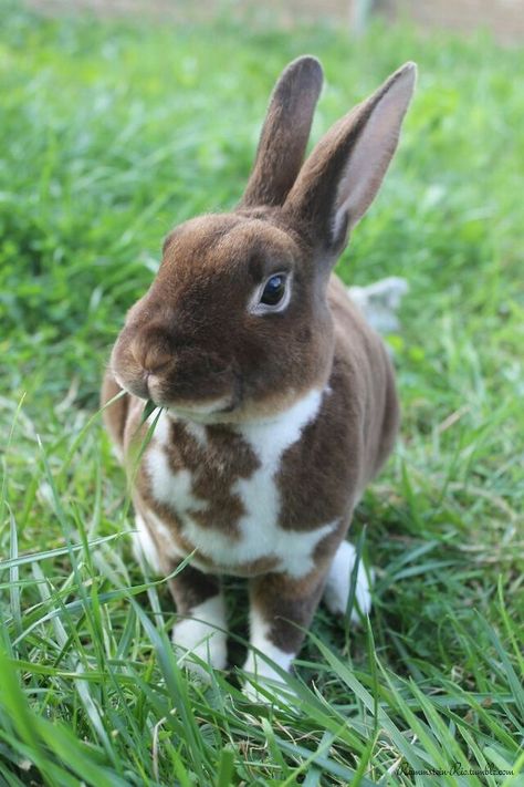 Rex Rabbits, Albino Rabbit, Mini Rex Rabbit, Cutest Bunny Ever, Adorable Bunnies, Rabbit Pictures, Rabbit Breeds, Cute Bunny Pictures, Hippity Hoppity