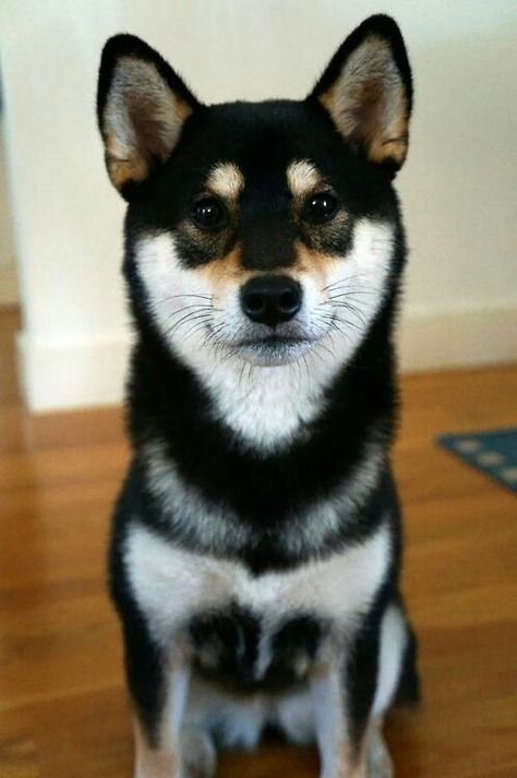 Shiba Inu, my future love ❤ Japanese Dogs, Shiba Inu Puppy, Shiba Inu Dog, Hound Dog, Cute Creatures, Siberian Husky, Shiba Inu, Beautiful Dogs, 귀여운 동물