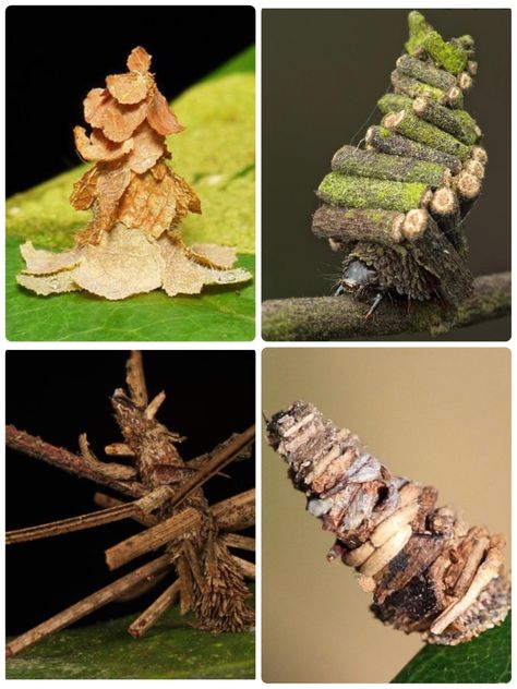 Bagworms make the most amazing cocoons Jerky, Meat Jerky, Meat, Animals