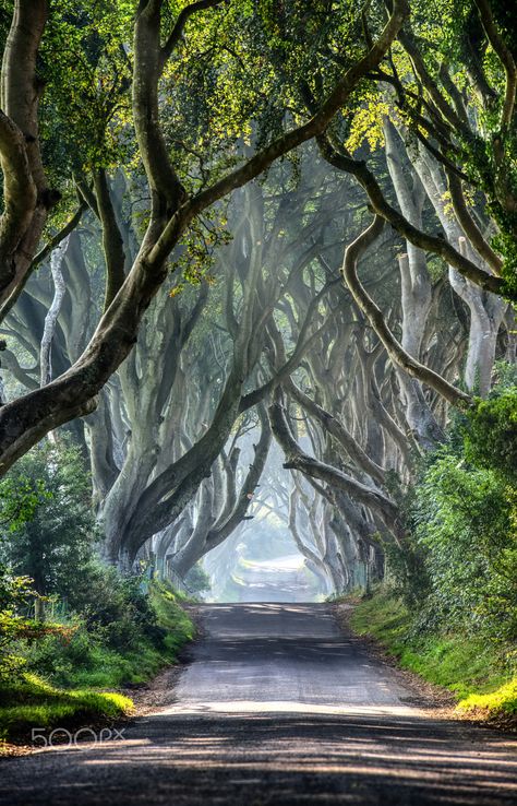 Post anything (from anywhere!), customize everything, and find and follow what you love. Create your own Tumblr blog today. Hedge Trees, Beautiful Driveways, Vintage Places, Magical Pathways, Rain Gif, Dark Hedges, Driveway Landscaping, Tree Forest, Cellphone Wallpaper