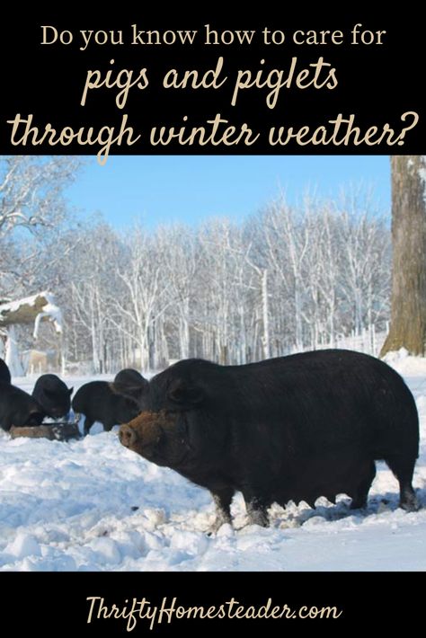 pigs in winter | piglets in winter |  how to care for pigs in winter | cold weather and pigs | winter on the homestead | homestead winter prep Water For Pigs, Pig Keeping, Pig Homestead, Winter Pig Shelter, Pig Shelter, Raising Idaho Pasture Pigs, Goat Health, Raising Pigs, Pig Pen