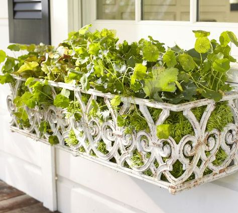 window box Ledge Mirror, Iron Window Boxes, Wrought Iron Window Boxes, Metal Window Boxes, White Gate, Planter Box Plans, Window Box Flowers, Window Planters, Iron Windows