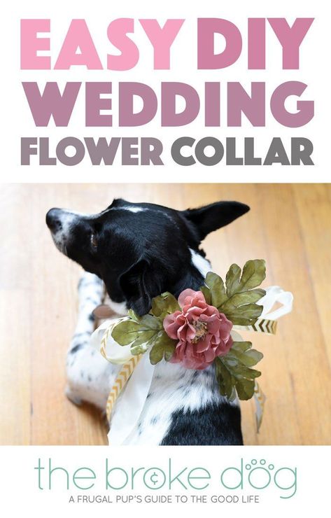 Flower Dog Collar, Dogs Diy Projects, Easiest Dogs To Train, Dog Clothes Diy, Flower Collar, Flower Dog, Dog Flower Collar, Dog Training Techniques, Dog Projects