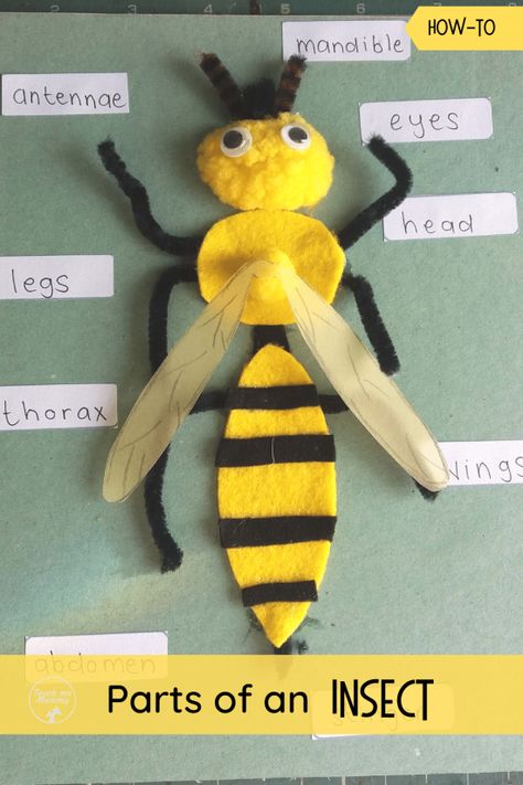 Learn about parts of an Insect with this fun labeling craft. #insects #funlearning #teachmemommydotcom Create An Insect Project, Create A Bug Project, Parts Of An Insect Craft, Parts Of A Bee Preschool, Insect Model School Project, Parts Of An Insect Preschool, Insect Crafts For Kindergarten, Insect Projects For Kids, Insect Labeling