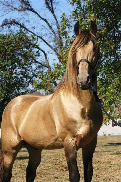 Tennessee Walker Horse, Tennessee Walker, Tennessee Walking Horse, Horse Ideas, Golden Horse, Horse Colors, Walking Horse, Horse Coloring, Horse Stuff