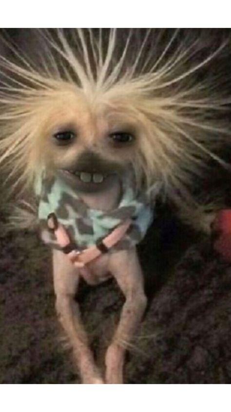 Funny Dog Haircut Pictures, Ugliest Dog In The World, Funny Dogs Pics, Cute Funny Animals Pictures, Dogs Breeds, Crazy Animals Funny, Ugly Things, Ugly Dog, Dog With Dreads