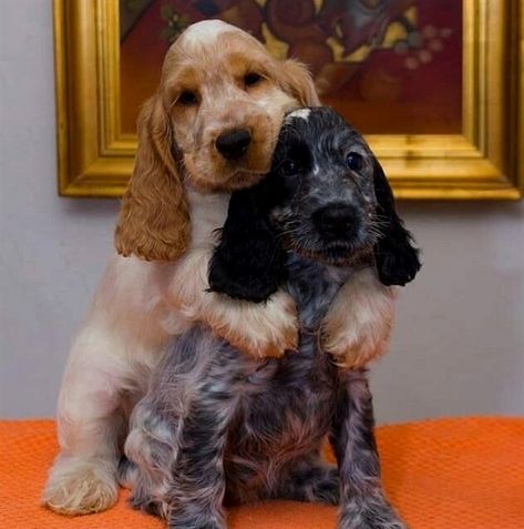 14 Adorable Facts About English Cocker Spaniels | PetPress Cocker Spaniel Anglais, English Cocker Spaniel Puppies, Cocker Spaniel Puppies, Popular Dog Breeds, Cocker Spaniel Dog, English Cocker, English Cocker Spaniel, Spaniel Puppies, Spaniel Dog