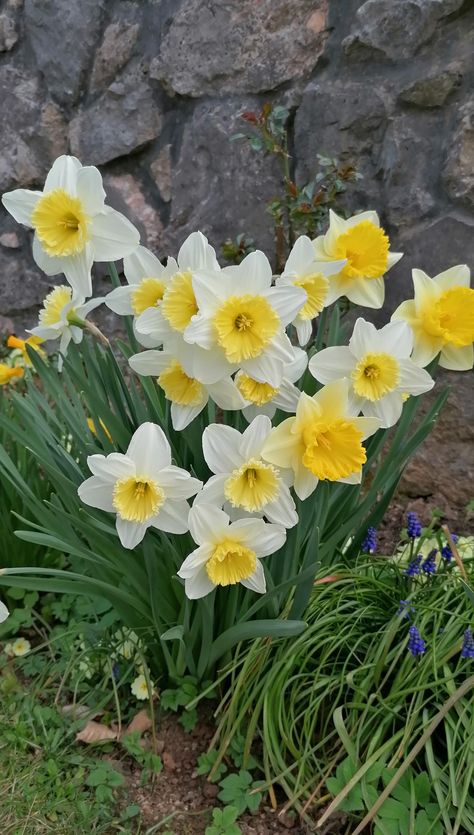 Daphadil Flower, Daphodil Flower, Flower Time Lapse, Narcissus Flowers, Aries Birthstone, Beginners Gardening, Daffodil Flowers, Flower Blooming, Yellow Daffodils