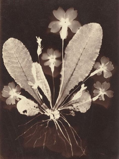 19th Century (1860) botanical print (photogram) Photography 19th Century, Alternative Photography, Antique Botanical Print, National Gallery Of Art, Vintage Botanical, Botanical Print, Floral Wall Art, Art Plastique, Floral Wall