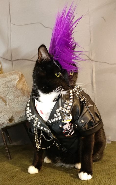 Punk cat Punk Cats, Gatos Cool, Cat Cosplay, Cat Costumes, Cat Aesthetic, Pet Costumes, Cat Clothes, Silly Cats, Pretty Cats