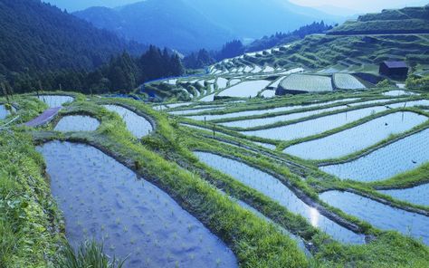 rice Hd Landscape, Japanese Village, Rice Paddy, Field Wallpaper, Hd Nature Wallpapers, Rice Fields, View Wallpaper, Nature View, Beautiful Places On Earth