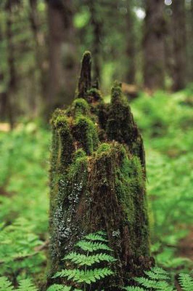 Before the advent of herbicides and stump grinders, removing tree stumps was a laborious and time-intensive task. Thanks to modern developments in horticulture, ridding your yard of tree stumps is as simple as drilling holes and filling them with granules. Most stump-dissolving herbicides are composed of potassium ... Rotting Tree, Removing Tree Stumps, Cat Mural, Stump House, Stump Art, Mossy Tree, Stump Grinder, Nature Reference, Stump Removal