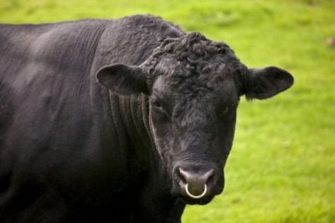 An Ultimate Guide to the Different Types of Cow Nose Rings - Pets Nurturing Different Types Of Cows, Cow Nose Ring, Types Of Cows, Cow Nose, Nose Ring Sizes, Nasal Septum, Septum Nose Rings, Septum Nose, Farm Cow