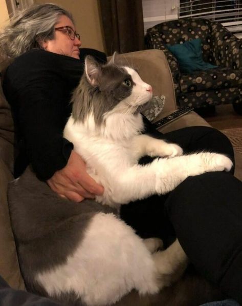 Chronos, The Titan Huge Cat, Cat Post, Rare Animals, Maine Coon, White Cat, Big Cats, Animal Shelter, Cat Memes, Cats Of Instagram