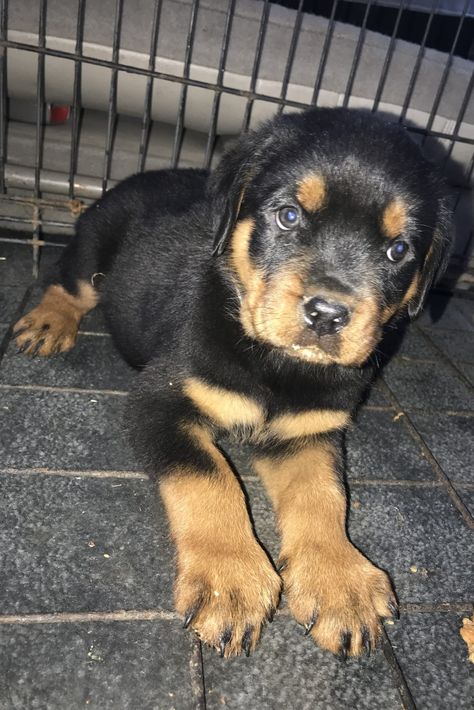 German Rottweilers puppies German Rottweiler Puppies, German Rottweiler, Rottweiler Puppies For Sale, Puppies For Sale Near Me, Rottweiler Puppy, Really Cute Dogs, Rottweiler Puppies, Chihuahua Dogs, Rottweiler