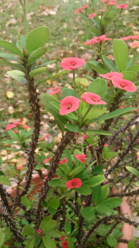 Euphorbia milii (Christ Plant, Christ Thorn, Crown of Thorns, Crown-of-thorns) | North Carolina Extension Gardener Plant Toolbox Thorn Crown, Crown Of Thorns Plant, Broadleaf Evergreen, Euphorbia Milii, Soil Texture, Plant Problems, Perennial Shrubs, Crown Of Thorns, Burgundy Flowers