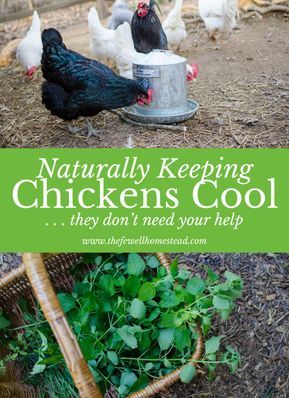 Chicken Feed Diy Ideas, Free Chicken Food, Feed Chickens For Free, What Scraps Can Chickens Eat, Layer Feed For Chickens, What Can I Feed My Chickens, What Not To Feed Chickens, What Do Chickens Eat, Soaking Chicken Feed