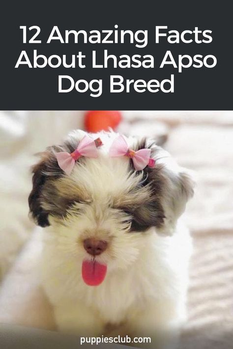 12-Amazing-Facts-About-Lhasa-Apso-Dog-Breed Lhasa Apso Dogs, Lhasa Apso Grooming, Raising Puppies, White Dog Breeds, Lhasa Apso Puppies, Cold Weather Dogs, Teddy Bear Dog, Puppy Cut, Assistance Dog