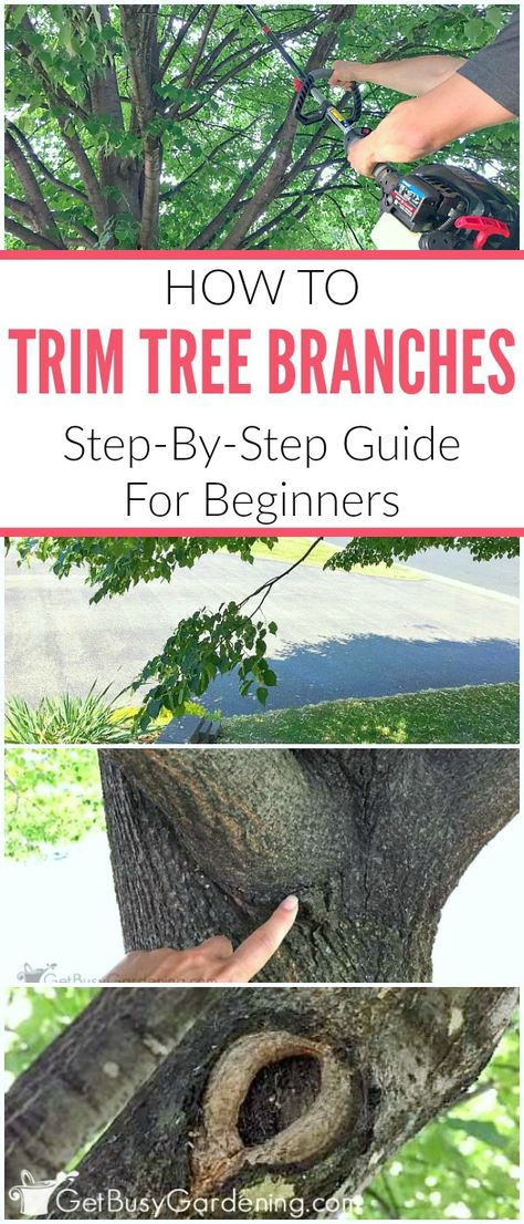 This step-by-step guide will show you exactly how to trim tree branches yourself, and give you tons of tips and advice for proper tree pruning techniques. #sponsored @troybilt Tree Pruning, Tree Trimming, Tree Care, Landscaping Tips, Garden Care, Easy Garden, Garden Trees, Tips And Advice, Pool Landscaping