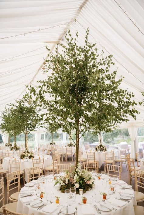 Olive Tree Wedding, Tree Centrepiece Wedding, Gala Centerpieces, Summer Picnic Party, Marquee Decoration, Wedding Tree Decorations, Country Wedding Flowers, Tree Centerpieces, Winter Wedding Flowers