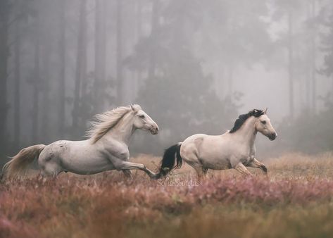 Horses on a misty forest run. (free, even if just for a moment... to feel the wind, race the wind, be the wind ♥ grace in motion, beauty true to form) J Horses Running, Most Beautiful Horses, Misty Forest, Majestic Horse, All The Pretty Horses, White Horses, Equine Photography, Cute Horses, Horse Photos