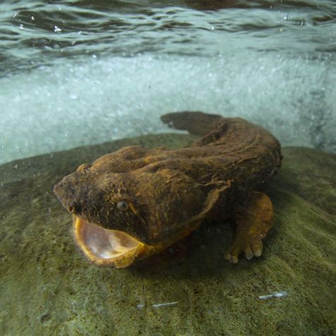 Meet the hellbender (Cryptobranchus alleganiensis). It’s the largest aquatic salamander in North America, growing up to 2 feet on average.… Giant Salamander, Devil Dogs, Pisgah National Forest, Salamanders, Animal References, Vivarium, The Weather Channel, Weird Creatures, Reptiles And Amphibians