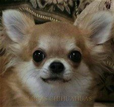 Chihuahua Breeders | Exclusive List of AKC Chihuahua Breeders Chihuahua Breeders, Puppy Starter Kit, Puppies For Sale Near Me, Chihuahua Puppies For Sale, Chihuahua Puppy, Chihuahua Love, Dog Items, Chihuahua Puppies, Chihuahua Dogs