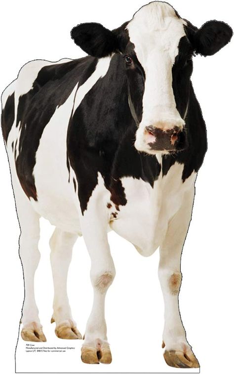 AmazonSmile: Advanced Graphics Cow Life Size Cardboard Cutout Standup : Home & Kitchen Improv Games, Cardboard Model, Farm Animals Birthday Party, Farm Themed Birthday Party, Animal Cutouts, Farm Animal Birthday, Cow Pictures, Cow Png, Animal Birthday Party