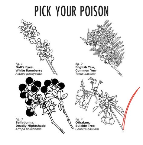 legit obsessed  with this. Poison Plant Tattoo, Poisonous Plant Tattoo, Poisonous Flowers Tattoo, Cerbera Odollam, Herb Tattoo, Deadly Plants, Garden Tattoos, Pick Your Poison, Plant Tattoo