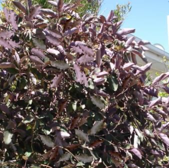 vitex-trifolia-purpurea6 Vitex Trifolia Purpurea, Lilac Shrub, Purple Shrubs, Dusky Purple, Blue And Purple Flowers, Attract Butterflies, Potting Soil, Mulch, Hedges