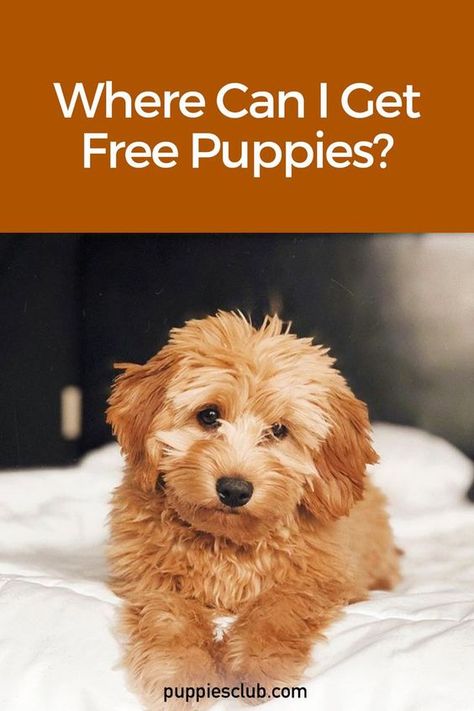 Free Puppies Near Me, Toy Poodle Puppies For Sale Near Me, Teacup Puppies For Sale Near Me, Free Puppies For Adoption Near Me, Teacup Puppies For Sale Near Me Cheap, Teacup Maltipoo Puppy, Puppies For Sale Near Me Free, Dogs For Sale Near Me, Free Puppies For Adoption