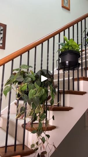 1.1M views · 30K reactions | Stairway to… plant heaven? 🪜 Get inspired by @chicagogardener's clever use of hanging plants to decorate their stairs! This space-saving hack is perfect... | By Comfort Plants | Facebook Easy Care Houseplants, Space Saving Hacks, Rock Garden Landscaping, Plant Shelves, Water Plants, Rock Garden, Hanging Plants, Go Green, Green Thumb