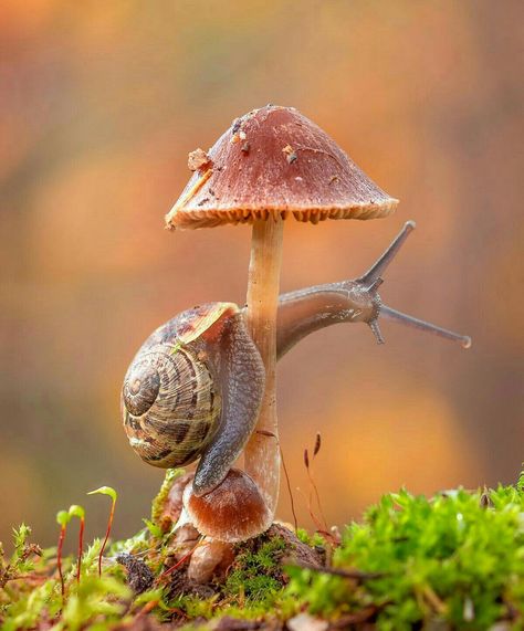 Mushroom Pictures, Mushroom Fungi, Mushroom Art, Amazing Animals, Nature Animals, 귀여운 동물, Art Reference Photos, Macro Photography, Amazing Nature