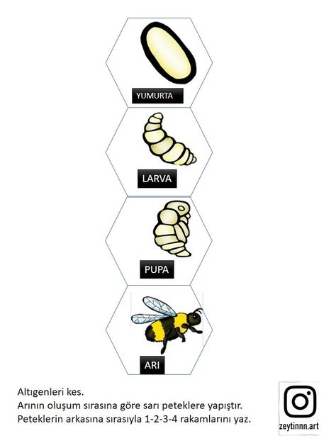 Life Cycle of a Honey Bee Honey Bee Drawing, Bee Drawing, Life Cycle, Life Cycles, Honey Bee, Bee, Honey, Science