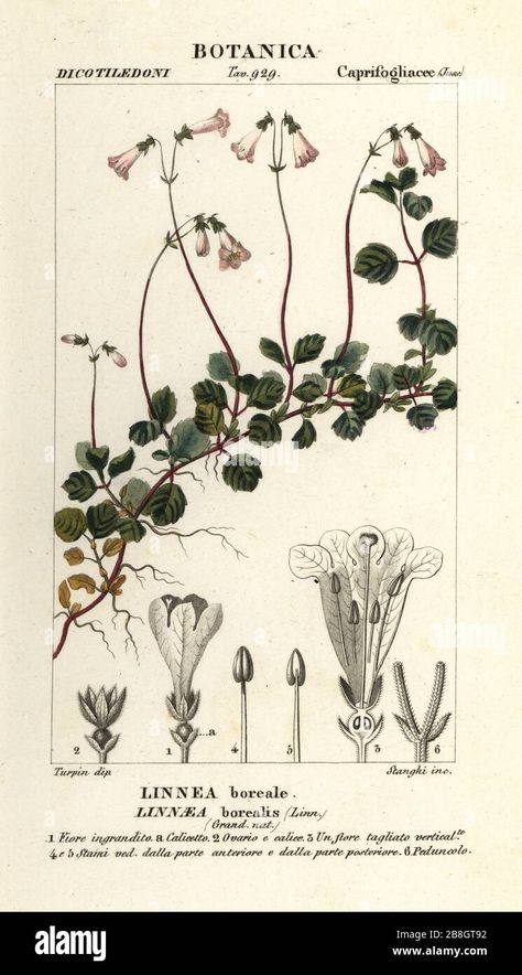 Download this stock image: Twinflower, Linnaea borealis, Linnea boreale. Handcoloured copperplate stipple engraving from Antoine Laurent de Jussieu's Dizionario delle Scienze Naturali, Dictionary of Natural Science, Florence, Italy, 1837. Illustration engraved by Stanghi, drawn and directed by Pierre Jean-Francois Turpin, and published by Batelli e Figli. Turpin (1775-1840) is considered one of the greatest French botanical illustrators of the 19th century. - 2B8GT92 from Alamy's library of ... Linnaea Borealis, Natural Science, Large Picture Frames, Stippling, Florence Italy, Picture Library, Science And Nature, Botanical Illustration, Art Reproductions