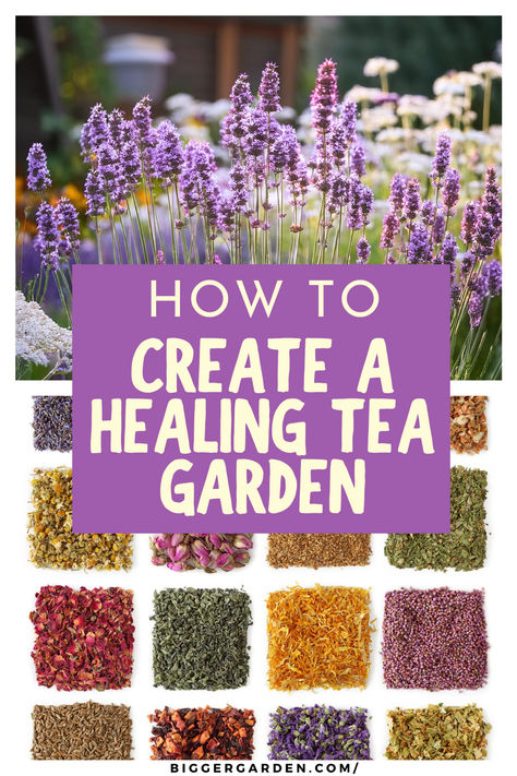 Lavender flowers in bloom above a grid of dried herbs and flowers, showcasing ingredients for a healing tea garden. How To Grow Your Own Tea Garden, Grow Tea Garden, Herbs For Tea Garden, How To Make Tea From Herbs, Tea Herbs To Grow, Growing A Tea Garden, Growing Tea Plants At Home, Florida Herb Garden, Plant Ideas Outdoor