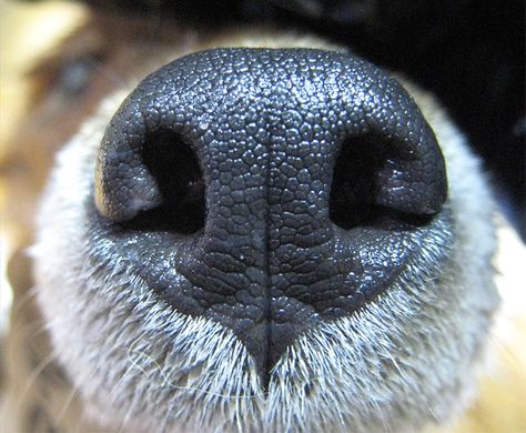 Dog Noses Drawing, Fox Nose Drawing, Dog Nose Drawing, Wolf Nose, Fox Nose, Dogs Nose, Dog Noses, Animal Noses, Animal Hugs